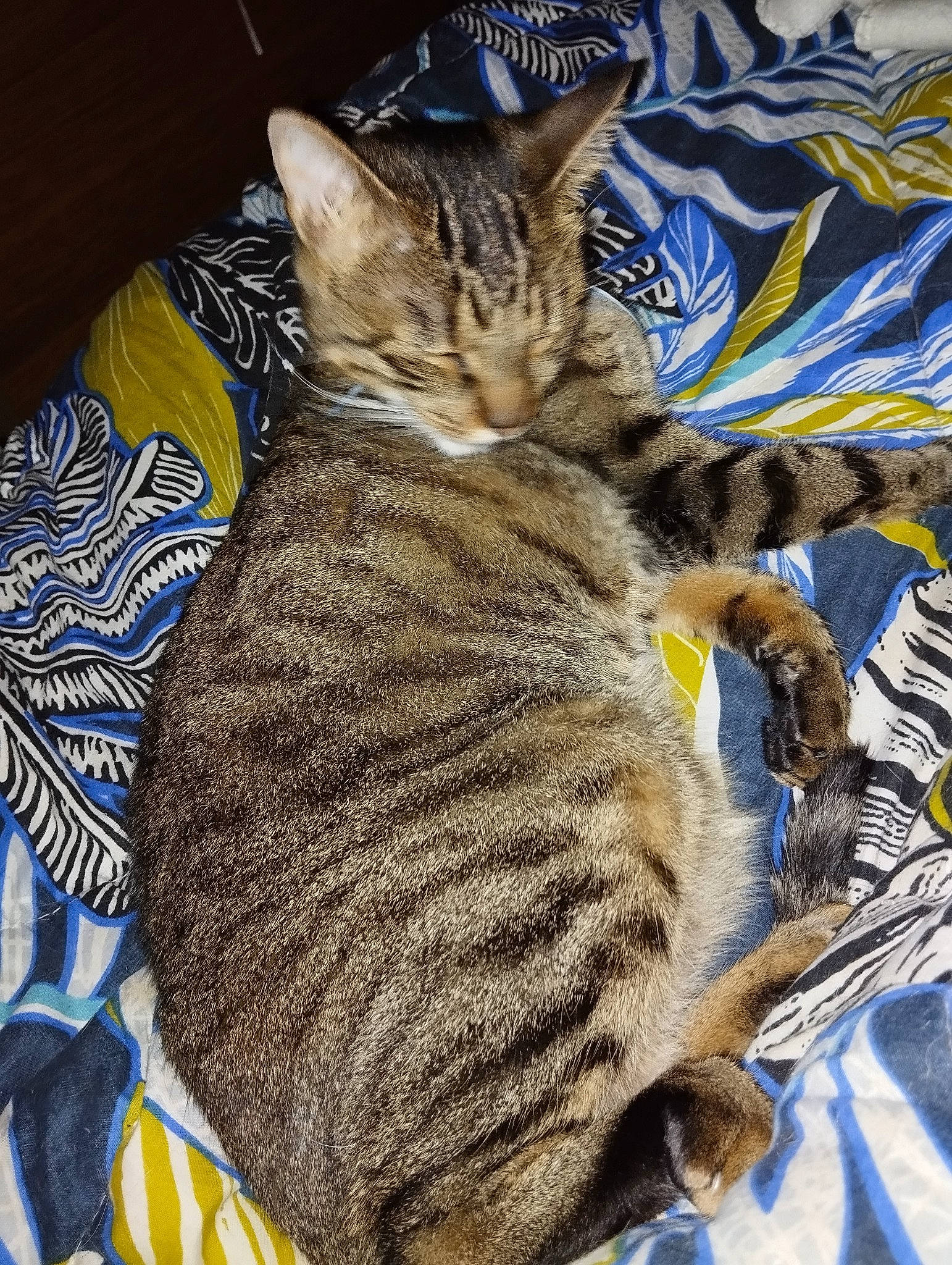 Panda a rejoint le concours — aidez-le/la à gagner de superbes lots ! carnivore, cat, claw, comfort, domestic_short_haired_cat, electric_blue, felidae, fur, pattern, paw, small_to_medium_sized_cats, snout, whiskers