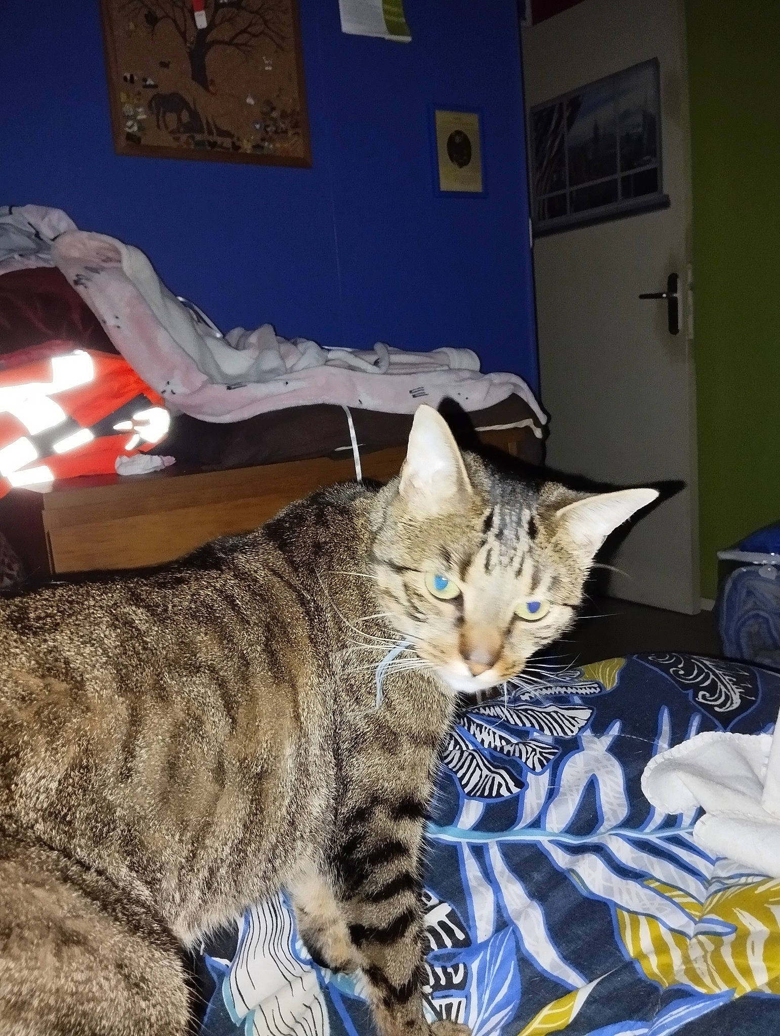 Panda participe au concours pour gagner de l'argent avec cette photo : bed, bedding, blue, carnivore, cat, comfort, domestic_short_haired_cat, door, felidae, fur, linens, paw, picture_frame, room, sitting, small_to_medium_sized_cats, whiskers