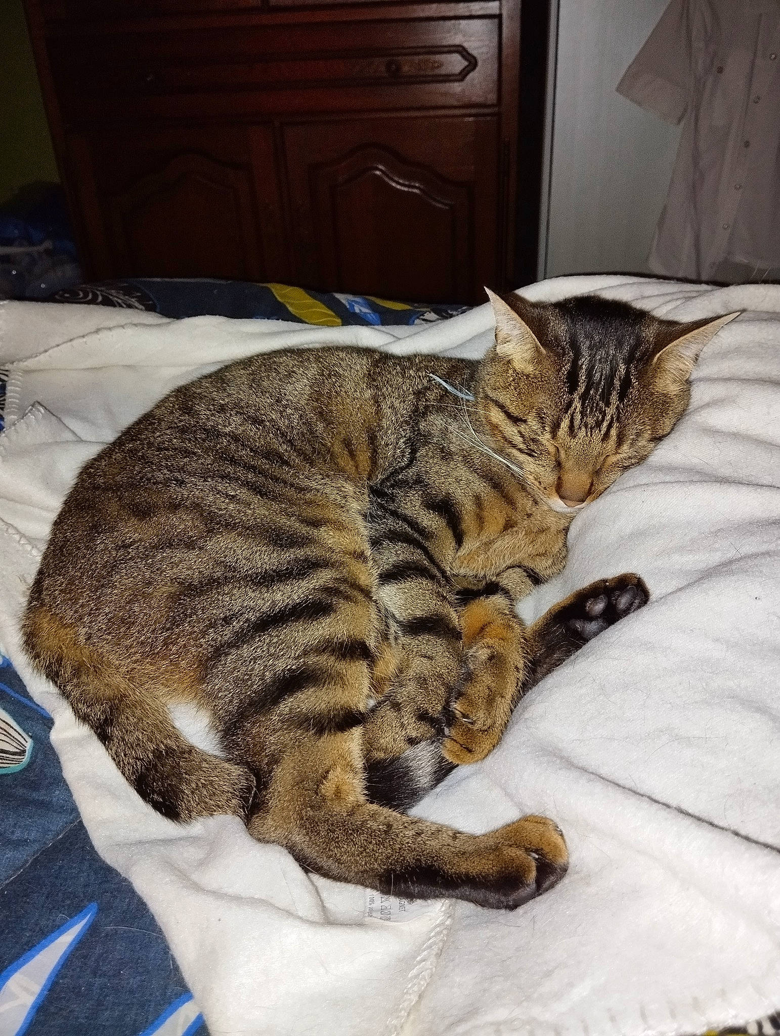 Panda participe au concours pour gagner de l'argent avec cette photo : cabinetry, carnivore, cat, chest_of_drawers, claw, comfort, cupboard, domestic_short_haired_cat, door, drawer, dresser, felidae, fur, nap, paw, small_to_medium_sized_cats, snout, tail, terrestrial_animal, whiskers