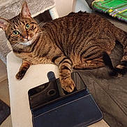 Panda a rejoint le concours — aidez-le/la à gagner de superbes lots ! cat, cat_tree, couch, cozy, curious, domestic_animal, feline, fur, green_eyes, home, indoor, paw, pet, relaxed, resting, smartphone, striped, tabby_cat, technology, whiskers