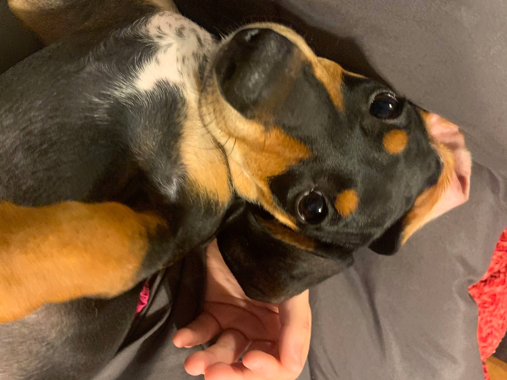 Chubbs is registered to the contest to win money with this photo: canidae, carnivore, comfort, companion_dog, dog, dog_breed, ear, eye, fawn, gesture, guard_dog, hunting_dog, nail, paw, snout, sporting_group, toy_dog, whiskers, working_animal, working_dog