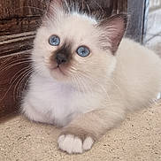 Anatole a rejoint le concours — aidez-le/la à gagner de superbes lots ! kitten, cat, blue_eyes, fluffy, white_fur, brown_ears, brown_paws, whiskers, curious, indoor, stone_floor, wooden_door, pet, animal, cute, small, young, feline, resting, soft_light