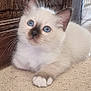 kitten, cat, blue_eyes, fluffy, white_fur, brown_ears, brown_paws, whiskers, curious, indoor, stone_floor, wooden_door, pet, animal, cute, small, young, feline, resting, soft_light
