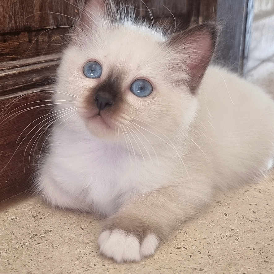 Anatole a rejoint le concours — aidez-le/la à gagner de superbes lots ! animal, blue_eyes, brown_ears, brown_paws, cat, curious, cute, feline, fluffy, indoor, kitten, pet, resting, small, soft_light, stone_floor, whiskers, white_fur, wooden_door, young
