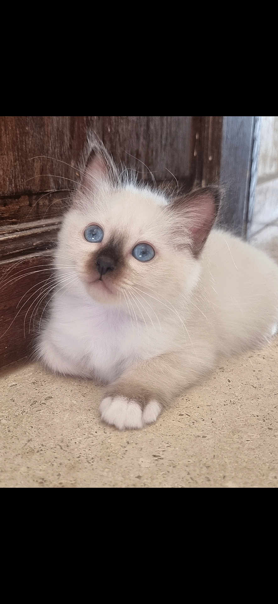 Anatole a rejoint le concours — aidez-le/la à gagner de superbes lots ! kitten, cat, blue_eyes, fluffy, white_fur, brown_ears, brown_paws, whiskers, curious, indoor, stone_floor, wooden_door, pet, animal, cute, small, young, feline, resting, soft_light