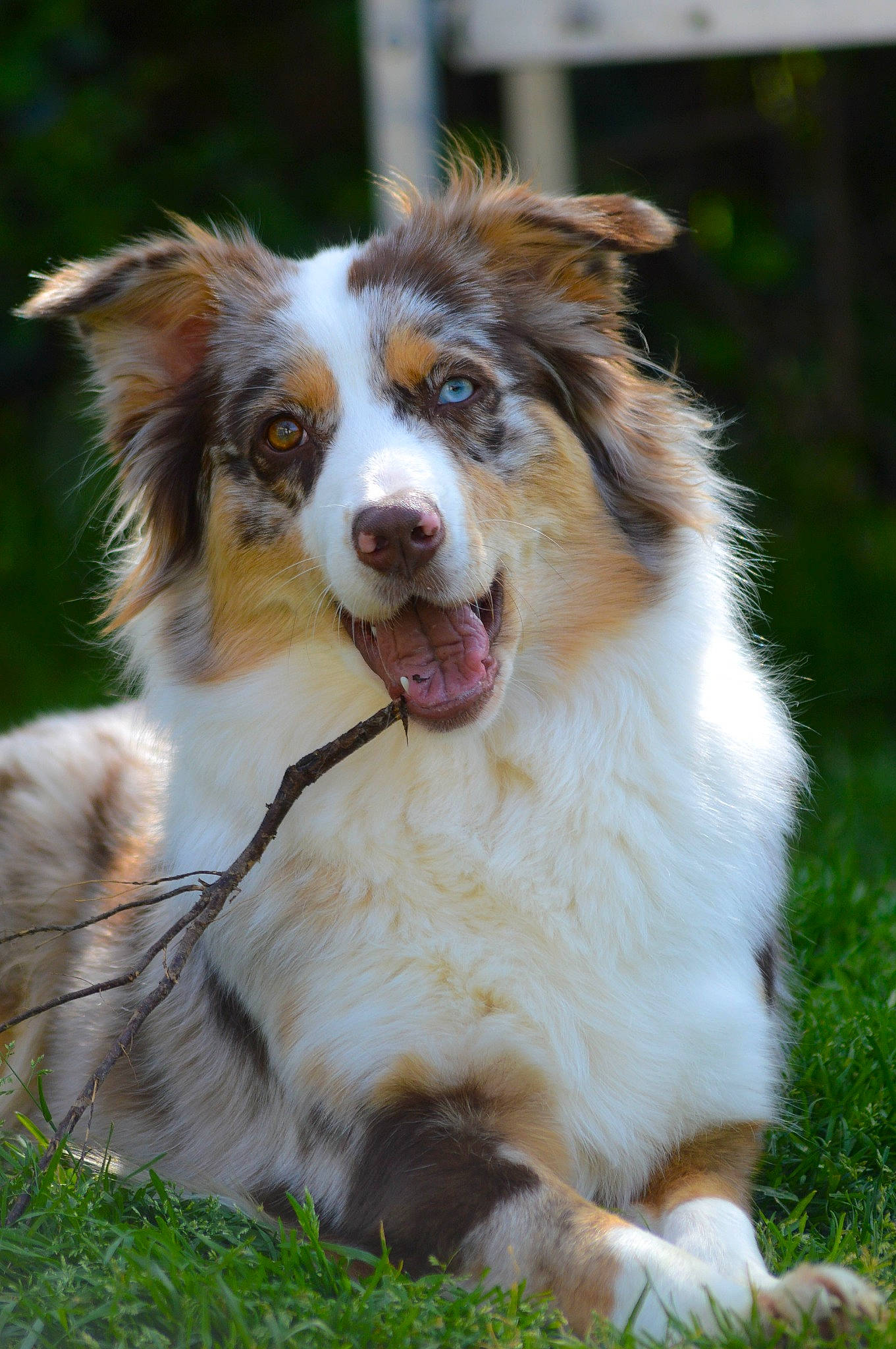 Nesta a rejoint le concours — aidez-le/la à gagner de superbes lots ! australian_collie, australian_shepherd, basque_shepherd_dog, border_collie, canidae, carnivore, companion_dog, dog, dog_breed, english_shepherd, herding_dog, mammal, miniature_australian_shepherd, rare_breed_dog, scotch_collie, sporting_group, vertebrate, welsh_sheepdog, working_dog