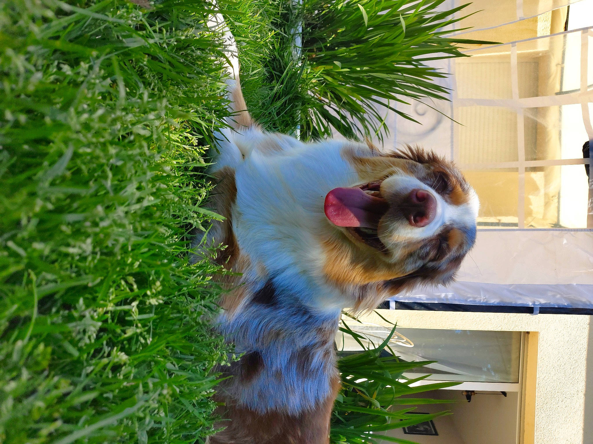 Nesta a rejoint le concours — aidez-le/la à gagner de superbes lots ! australian_shepherd, canidae, carnivore, companion_dog, dog, dog_breed, fawn, grass, mammal, plant, snout, sporting_group, tail, whiskers