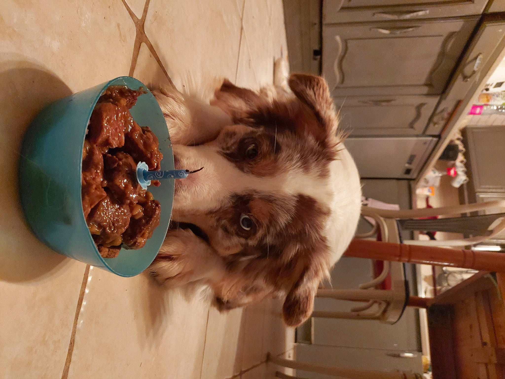 Nesta a rejoint le concours — aidez-le/la à gagner de superbes lots ! cat, fawn, felidae, liver, small_to_medium_sized_cats