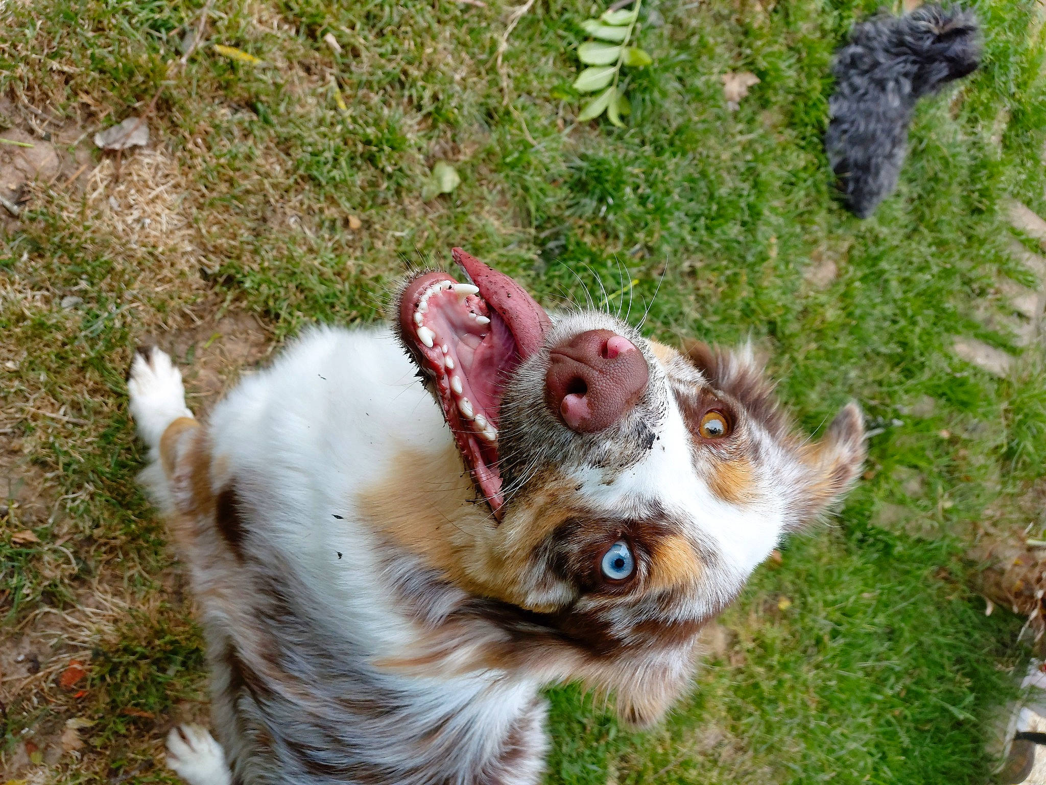 Nesta a rejoint le concours — aidez-le/la à gagner de superbes lots ! australian_shepherd, canidae, carnivore, companion_dog, dog, dog_breed, mammal, miniature_australian_shepherd, sporting_group, vertebrate