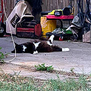 Socks joined the competition — help win amazing prizes! animal, bench, black_and_white, casual, cat, clutter, concrete, domestic, equipment, grass, nature, outdoor, patio, pet, relaxing, resting, sunlight, tools, wooden_fence, yard