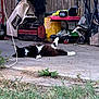 animal, bench, black_and_white, casual, cat, clutter, concrete, domestic, equipment, grass, nature, outdoor, patio, pet, relaxing, resting, sunlight, tools, wooden_fence, yard