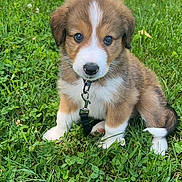 Toby joined the competition — help win amazing prizes! puppy, dog, grass, outdoor, cute, animal, pet, collar, leash, greenery, nature, young, fur, mammal, sitting, adorable, eyes, small, playful, canine