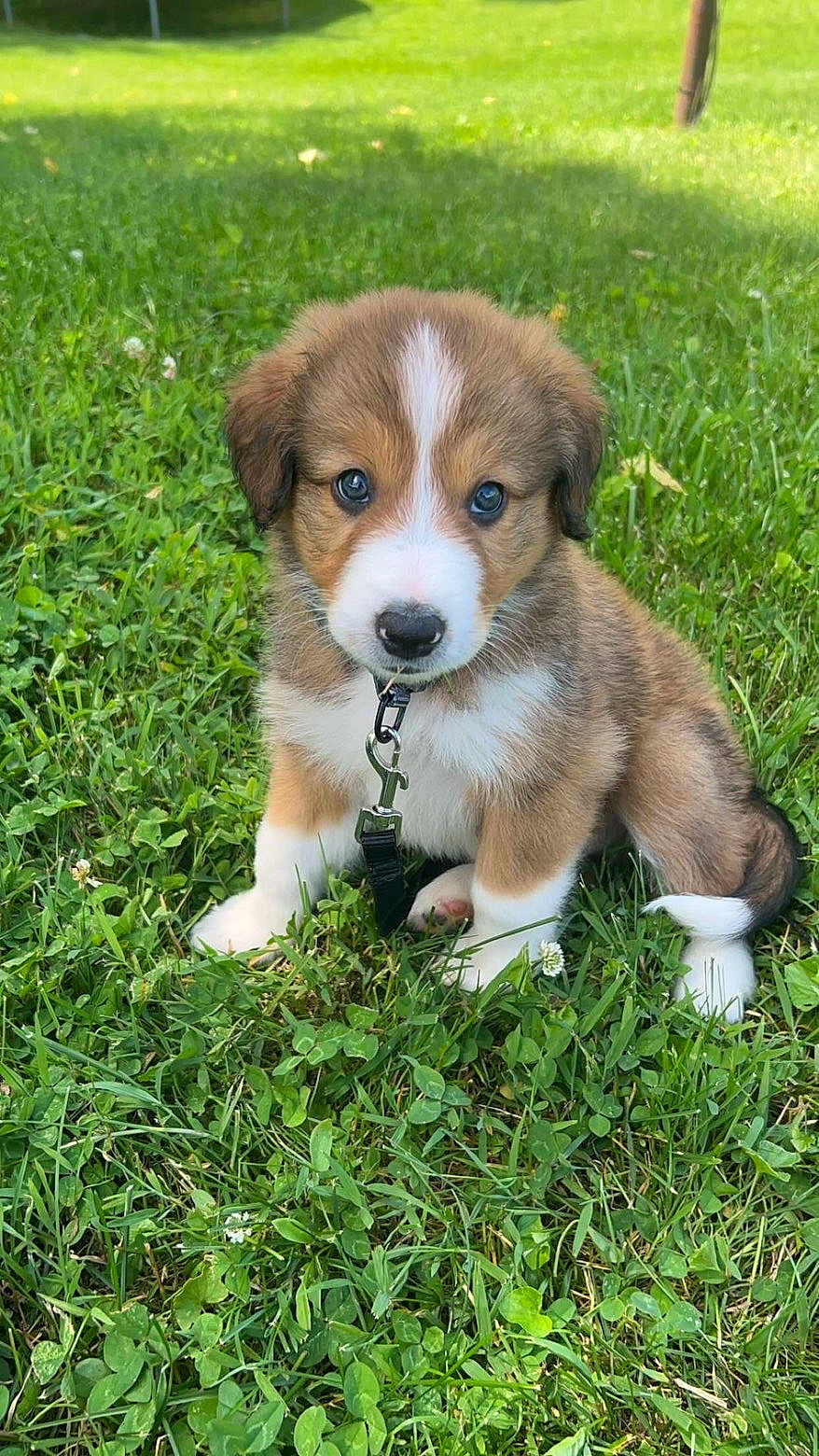 Toby joined the competition — help win amazing prizes! puppy, dog, grass, outdoor, cute, animal, pet, collar, leash, greenery, nature, young, fur, mammal, sitting, adorable, eyes, small, playful, canine