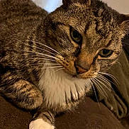 Oreo is registered to the contest to win money with this photo: cat, tabby, whiskers, close_up, pet, feline, brown, white_paw, green_eyes, fur, domestic_animal, indoor, relaxed, animal, cute, mammal, portrait, soft_texture, resting, cozy