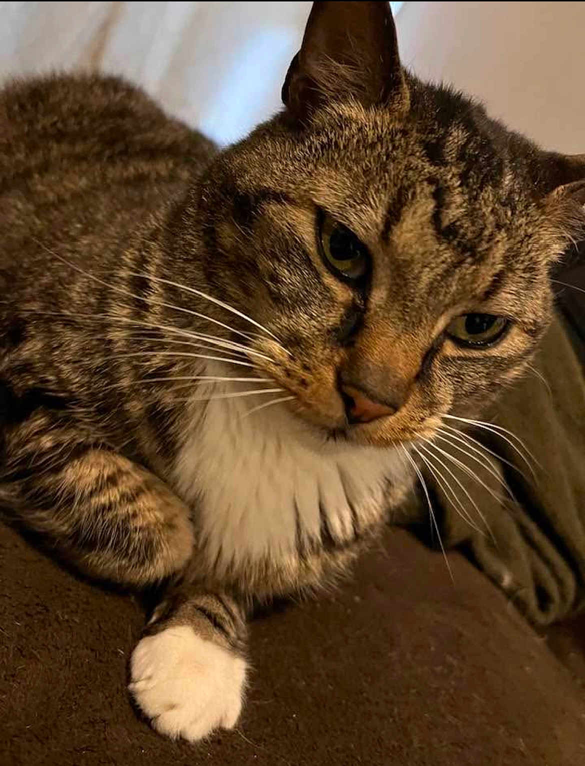 Oreo is registered to the contest to win money with this photo: cat, tabby, whiskers, close_up, pet, feline, brown, white_paw, green_eyes, fur, domestic_animal, indoor, relaxed, animal, cute, mammal, portrait, soft_texture, resting, cozy