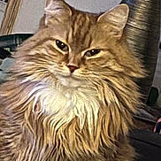 Fuffy joined the competition — help win amazing prizes! cat, orange_tabby, fluffy, indoor, pet, feline, animal, mane, closeup, portrait, whiskers, ears, fur, domestic_cat, cute, sitting, alert, face, expression, household