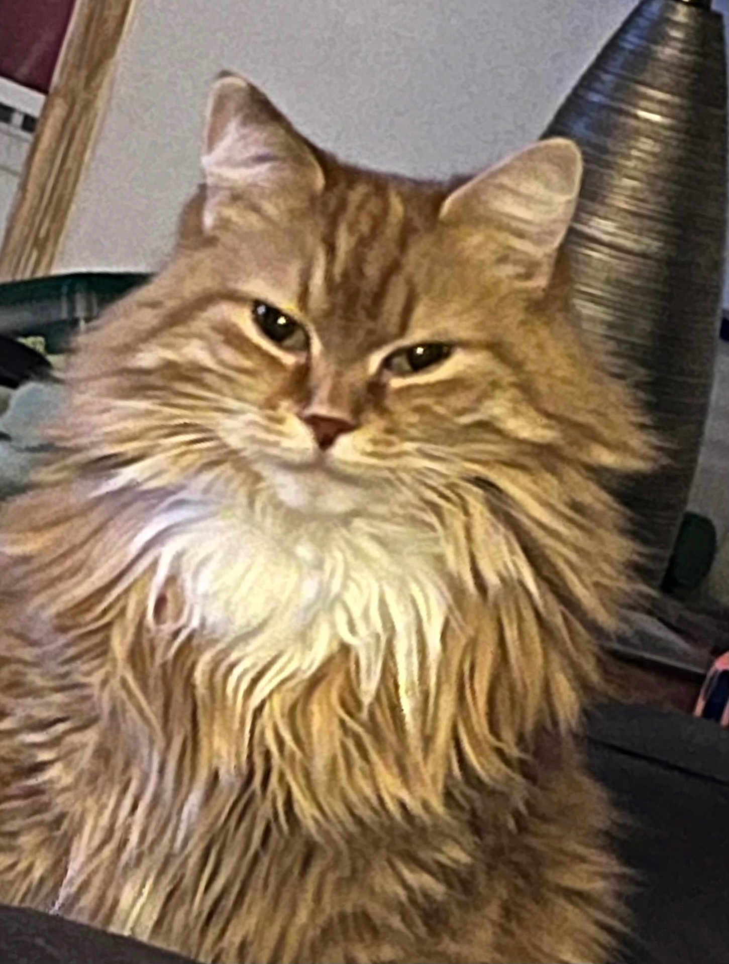 Fuffy joined the competition — help win amazing prizes! cat, orange_tabby, fluffy, indoor, pet, feline, animal, mane, closeup, portrait, whiskers, ears, fur, domestic_cat, cute, sitting, alert, face, expression, household