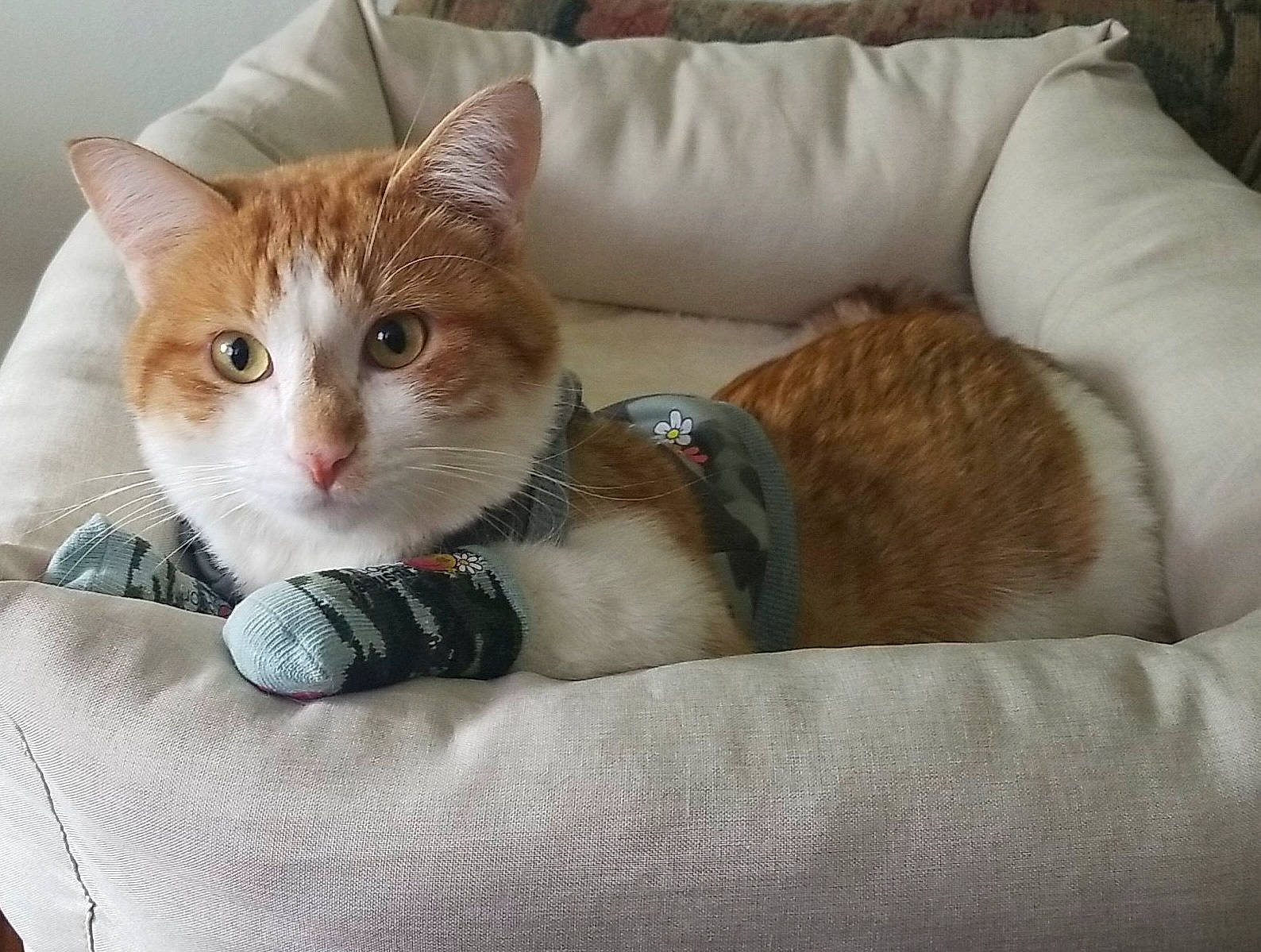 Floki joined the competition — help win amazing prizes! carnivore, cat, cat_supply, claw, comfort, domestic_short_haired_cat, fawn, felidae, fur, linens, paw, sitting, small_to_medium_sized_cats, snout, tail, whiskers