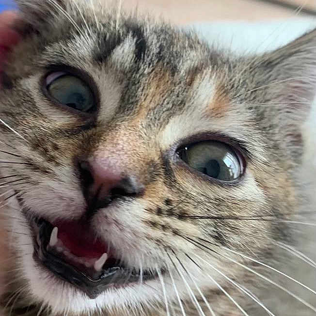 Venus a rejoint le concours — aidez-le/la à gagner de superbes lots ! animal, cat, close_up, cute, expression, eyes, face, feline, fur, indoor, kitten, mouth_open, nose, pet, playful, small, tabby, teeth, whiskers, young