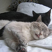 Tigrou a rejoint le concours — aidez-le/la à gagner de superbes lots ! british_shorthair, cat, cat_like_mammal, domestic_short_haired_cat, european_shorthair, fur, kitten, paw, small_to_medium_sized_cats, snout, whiskers