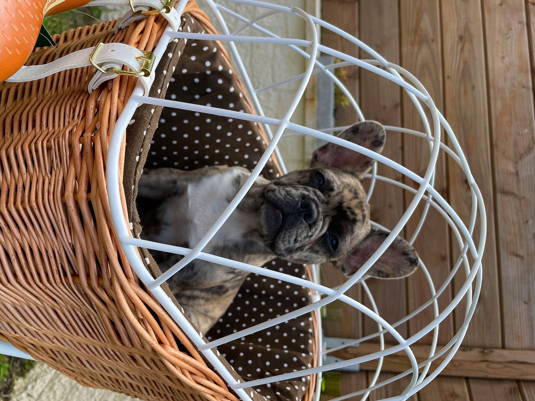 Ucco a rejoint le concours — aidez-le/la à gagner de superbes lots ! animal_shelter, basket, cage, circle, composite_material, felidae, home_accessories, mammal, mesh, metal, natural_material, nest, net, terrestrial_animal, twig, vertebrate, wicker, wildlife, wire, wood