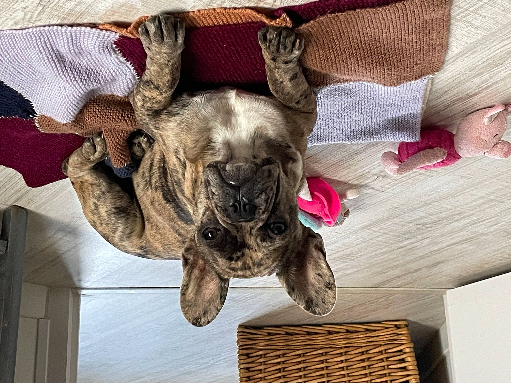 Ucco a rejoint le concours — aidez-le/la à gagner de superbes lots ! carnivore, collar, comfort, companion_dog, dog, dog_breed, dog_collar, dog_supply, fawn, fur, liver, pattern, pet_supply, snout, terrestrial_animal, textile, toy_dog, wood, working_animal, wrinkle