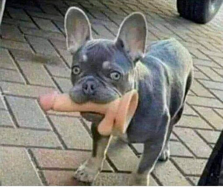 Ucco a rejoint le concours — aidez-le/la à gagner de superbes lots ! asphalt, canidae, carnivore, chair, companion_dog, dog, dog_breed, fawn, flooring, fur, non_sporting_group, road_surface, snout, terrestrial_animal, toy_dog, working_animal