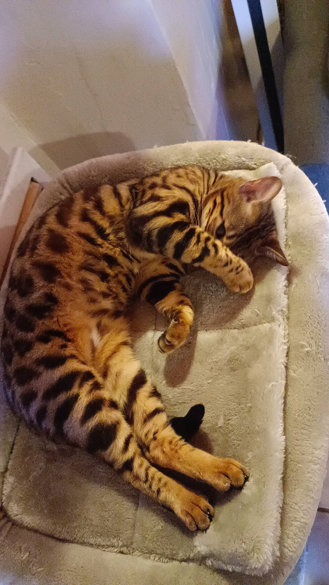 Tigrou participe au concours pour gagner de l'argent avec cette photo : big_cats, carnivore, cat, cat_bed, comfort, domestic_short_haired_cat, fawn, felidae, fur, nap, paw, siberian_tiger, small_to_medium_sized_cats, snout, tail, terrestrial_animal, vertebrate, whiskers, wildlife, wood
