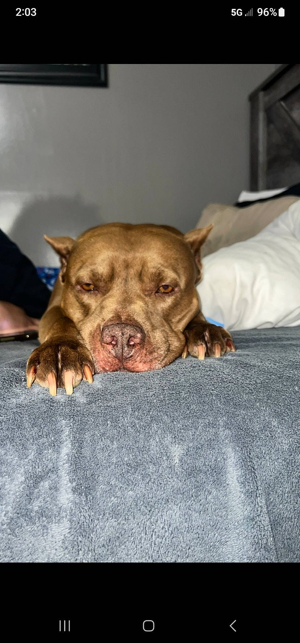 Koko is registered to the contest to win money with this photo: canidae, carnivore, comfort, companion_dog, dog, dog_breed, fawn, fur, guard_dog, linens, liver, non_sporting_group, snout, sporting_group, terrestrial_animal, toy_dog, whiskers, wood, working_animal, wrinkle