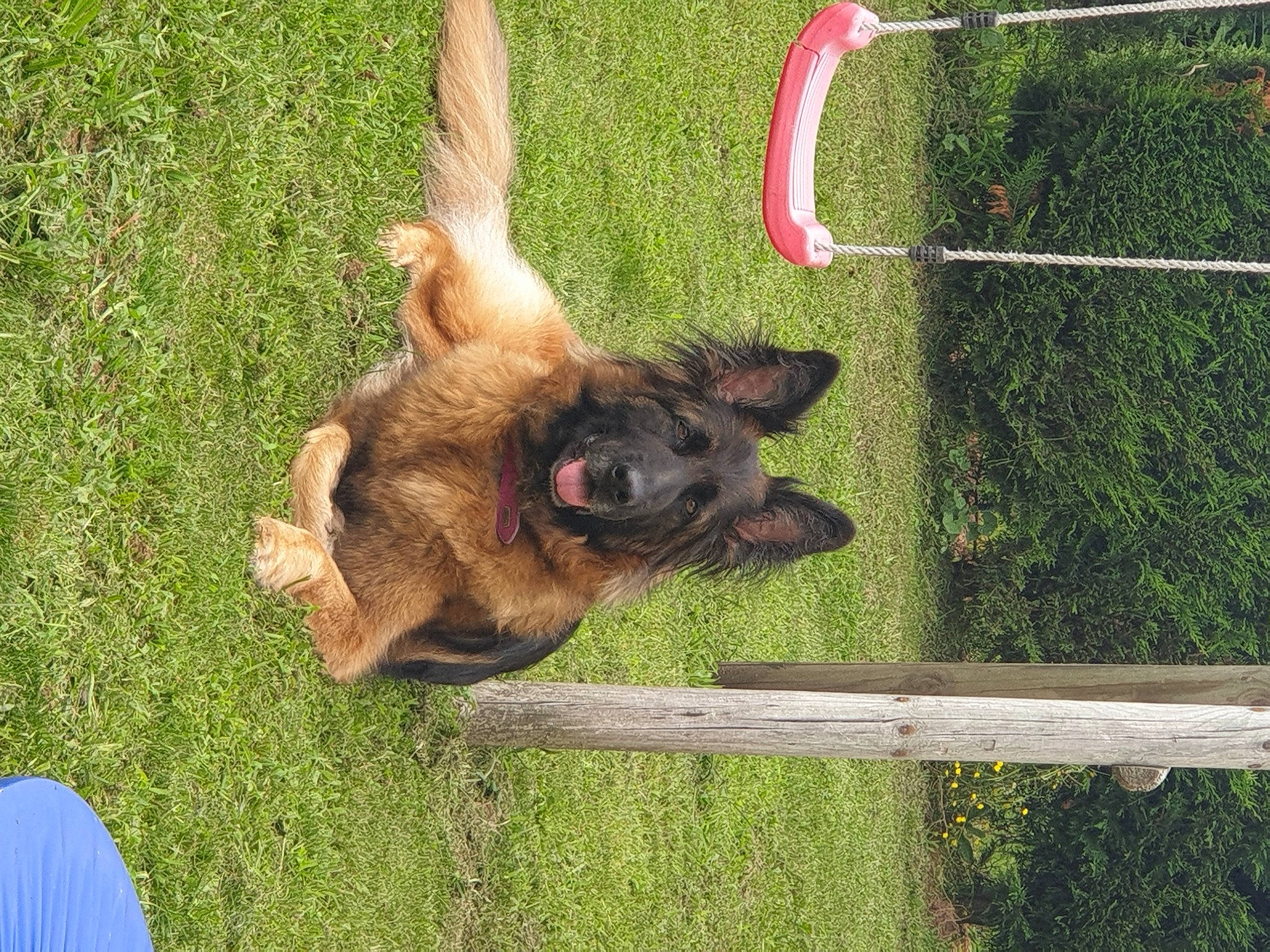 Nala participe au concours pour gagner de l'argent avec cette photo : canidae, carnivore, dog, dog_breed, fawn, fence, german_shepherd_dog, grass, liver, old_german_shepherd_dog, pack_animal, plant, snout, sporting_group, tail, terrestrial_animal, tree, wildlife, wood, working_animal