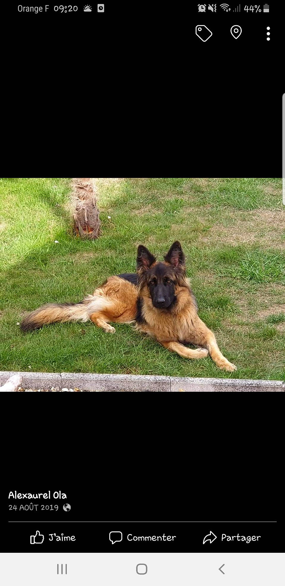 Nala a rejoint le concours — aidez-le/la à gagner de superbes lots ! canidae, carnivore, companion_dog, dog, dog_breed, east_european_shepherd, german_shepherd_dog, grass, herding_dog, king_shepherd, plant, rectangle, snout, sporting_group, terrestrial_animal, working_dog