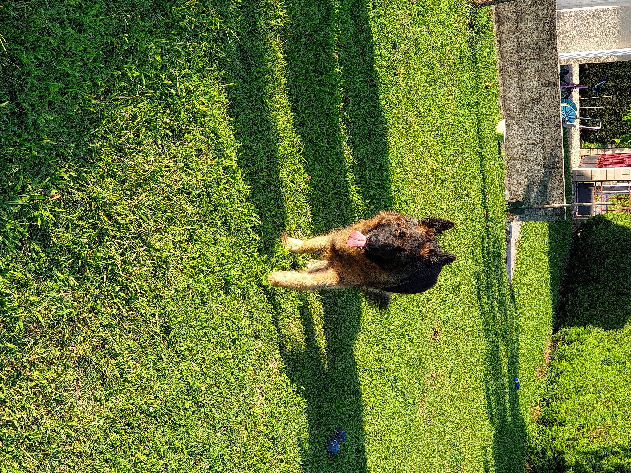 Nala participe au concours pour gagner de l'argent avec cette photo : biome, carnivore, companion_dog, dog, dog_breed, fawn, grass, grass_family, grassland, groundcover, landscape, lawn, leisure, people_in_nature, plant, shrub, tail, tree, vegetation, window