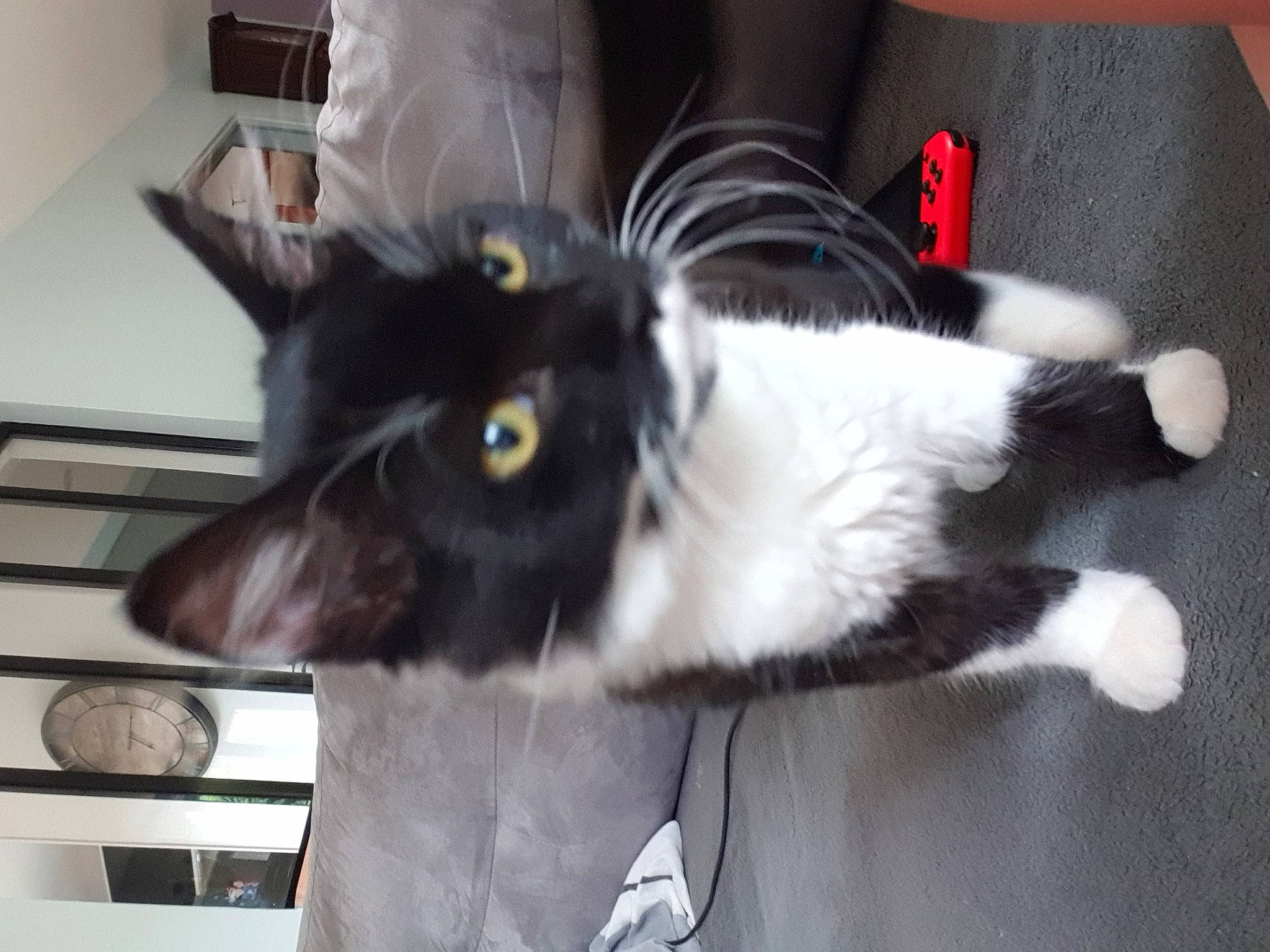 Plume a rejoint le concours — aidez-le/la à gagner de superbes lots ! black_cat, bombay, canidae, carnivore, cat, claw, dog_breed, domestic_short_haired_cat, ear, eye, felidae, fur, paw, small_to_medium_sized_cats, snout, tail, whiskers