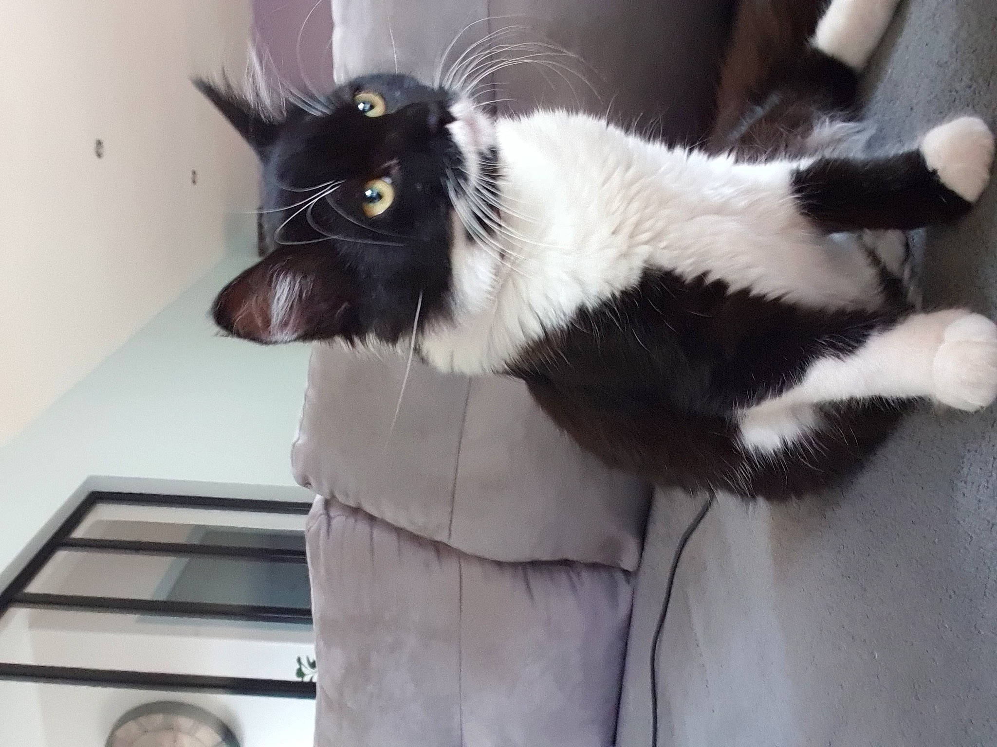 Plume participe au concours pour gagner de l'argent avec cette photo : black_cat, carnivore, cat, claw, comfort, domestic_short_haired_cat, felidae, formal_wear, fur, natural_material, paw, small_to_medium_sized_cats, snout, tail, whiskers