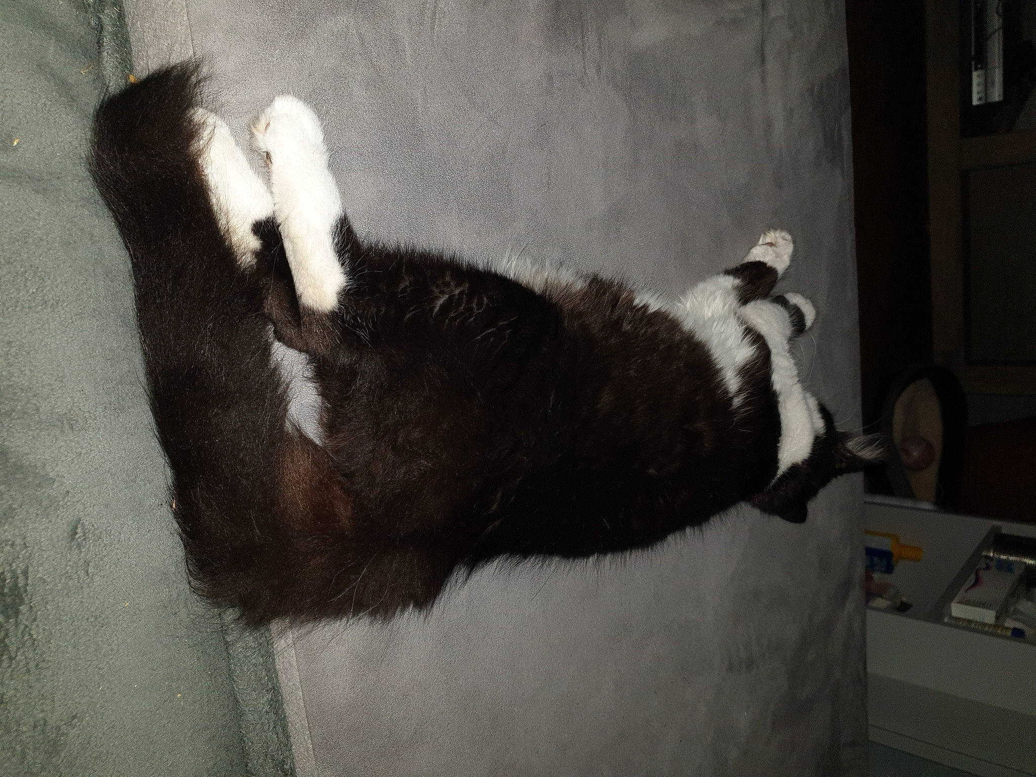 Plume a rejoint le concours — aidez-le/la à gagner de superbes lots ! canidae, carnivore, cat, claw, dog_breed, domestic_short_haired_cat, felidae, fur, grey, natural_material, paw, room, shadow, small_to_medium_sized_cats, snout, sporting_group, tail, tints_and_shades, vertebrate, whiskers