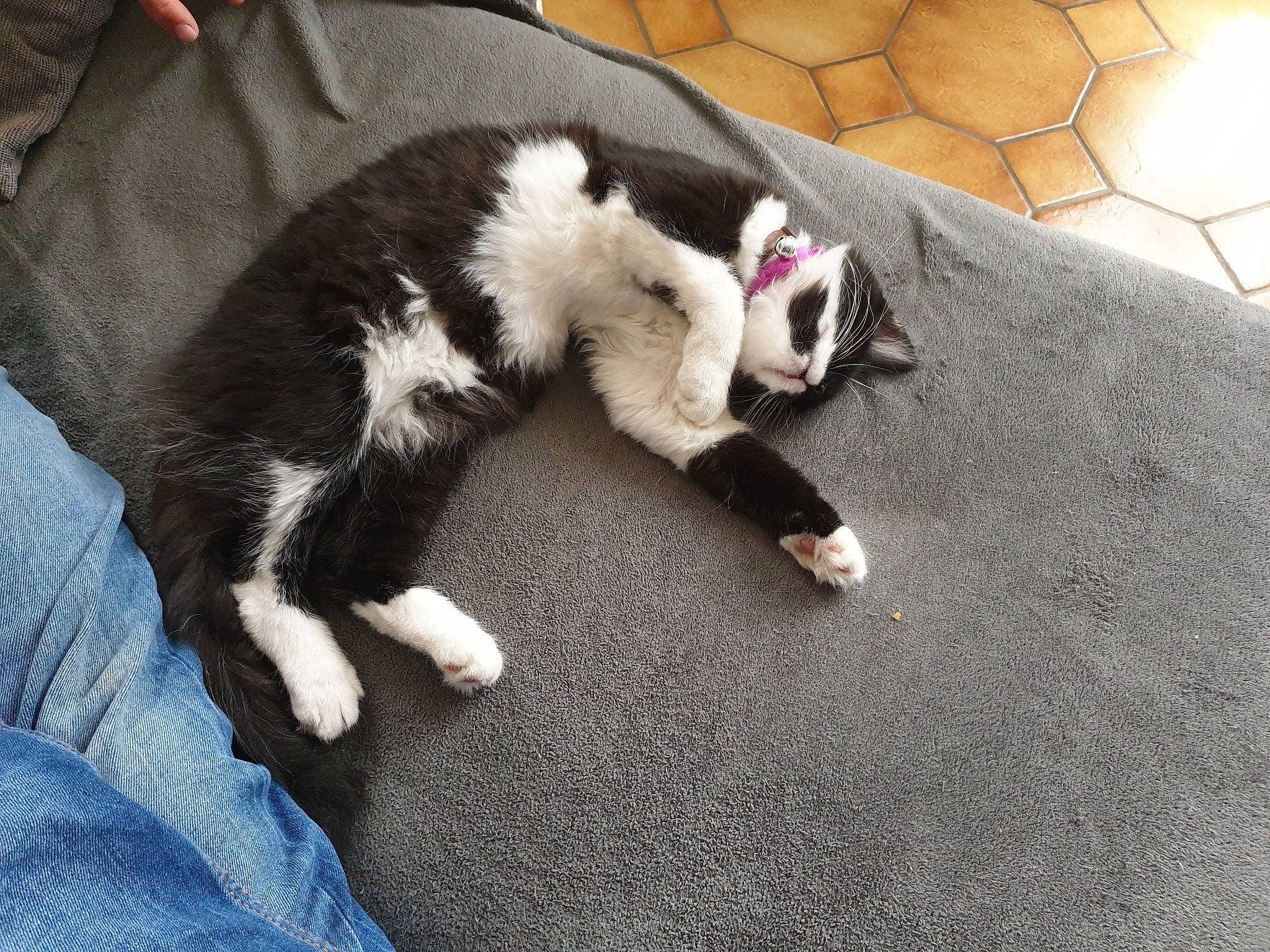 Plume a rejoint le concours — aidez-le/la à gagner de superbes lots ! canidae, carnivore, cat, claw, comfort, companion_dog, dog_breed, domestic_short_haired_cat, felidae, flooring, fur, grey, lap, nap, paw, small_to_medium_sized_cats, snout, sporting_group, tail, whiskers