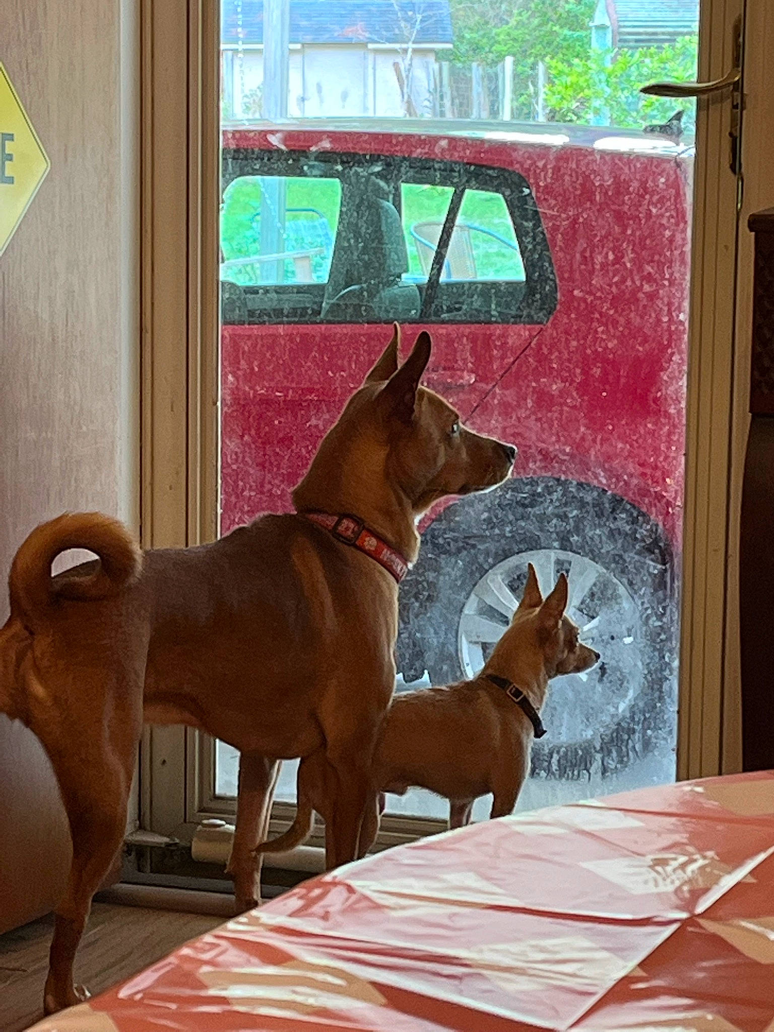 Iso is registered to the contest to win money with this photo: brown, canidae, carnivore, companion_dog, dog, dog_breed, dog_supply, door, fawn, fixture, hardwood, liver, pet_supply, snout, sporting_group, table, tints_and_shades, window, wood, working_animal