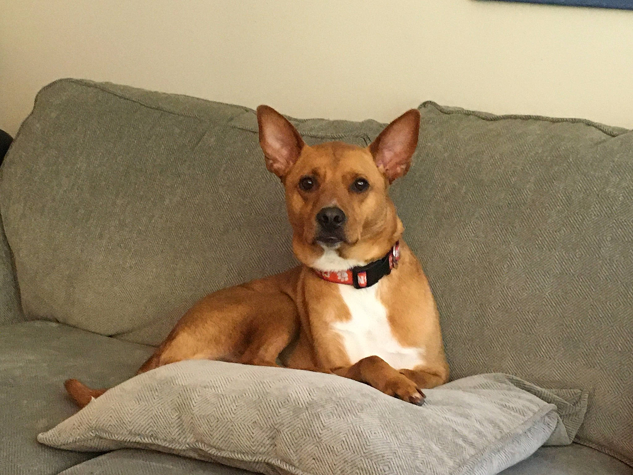 Iso is registered to the contest to win money with this photo: carnivore, chihuahua, comfort, companion_dog, corgi_chihuahua, dog, dog_bed, dog_breed, dog_supply, ear, eye, fawn, fur, liver, paw, sporting_group, terrestrial_animal, toy_dog, whiskers, working_animal