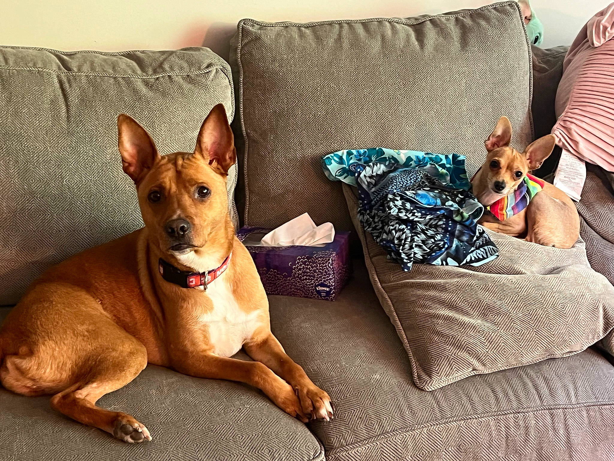 Iso is registered to the contest to win money with this photo: canidae, carnivore, comfort, companion_dog, couch, dog, dog_breed, dog_supply, fawn, liver, mammal, paw, pillow, sofa_bed, sporting_group, studio_couch, terrestrial_animal, throw_pillow, toy_dog, working_animal