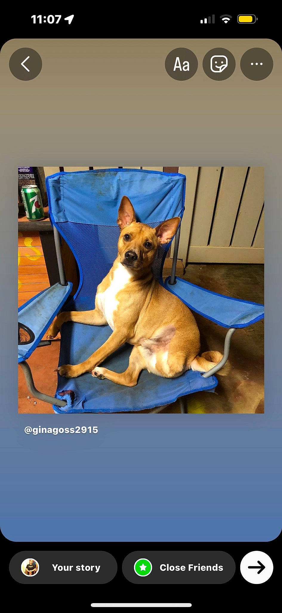 Iso joined the competition — help win amazing prizes! ancient_dog_breeds, canidae, carnivore, chihuahua, collar, comfort, companion_dog, dog, dog_breed, dog_supply, electric_blue, fawn, paw, photo_caption, rectangle, sporting_group, tail, toy_dog, whiskers, working_animal