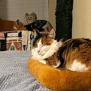 Lizzie is registered to the contest to win money with this photo: animal, bed, blanket, calico, cat, cozy, curtains, cute, decor, furniture, furry, home, indoor, pet, pillow, resting, sleeping, soft, warm, window