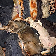 Flan is registered to the contest to win money with this photo: dog, dogs, bed, blanket, pillow, sleeping, napping, belly_up, brown_dog, white_dog, fur, paw, snout, indoors, cozy, pet, resting, cuddling, patterned_pillow, blanket_pattern