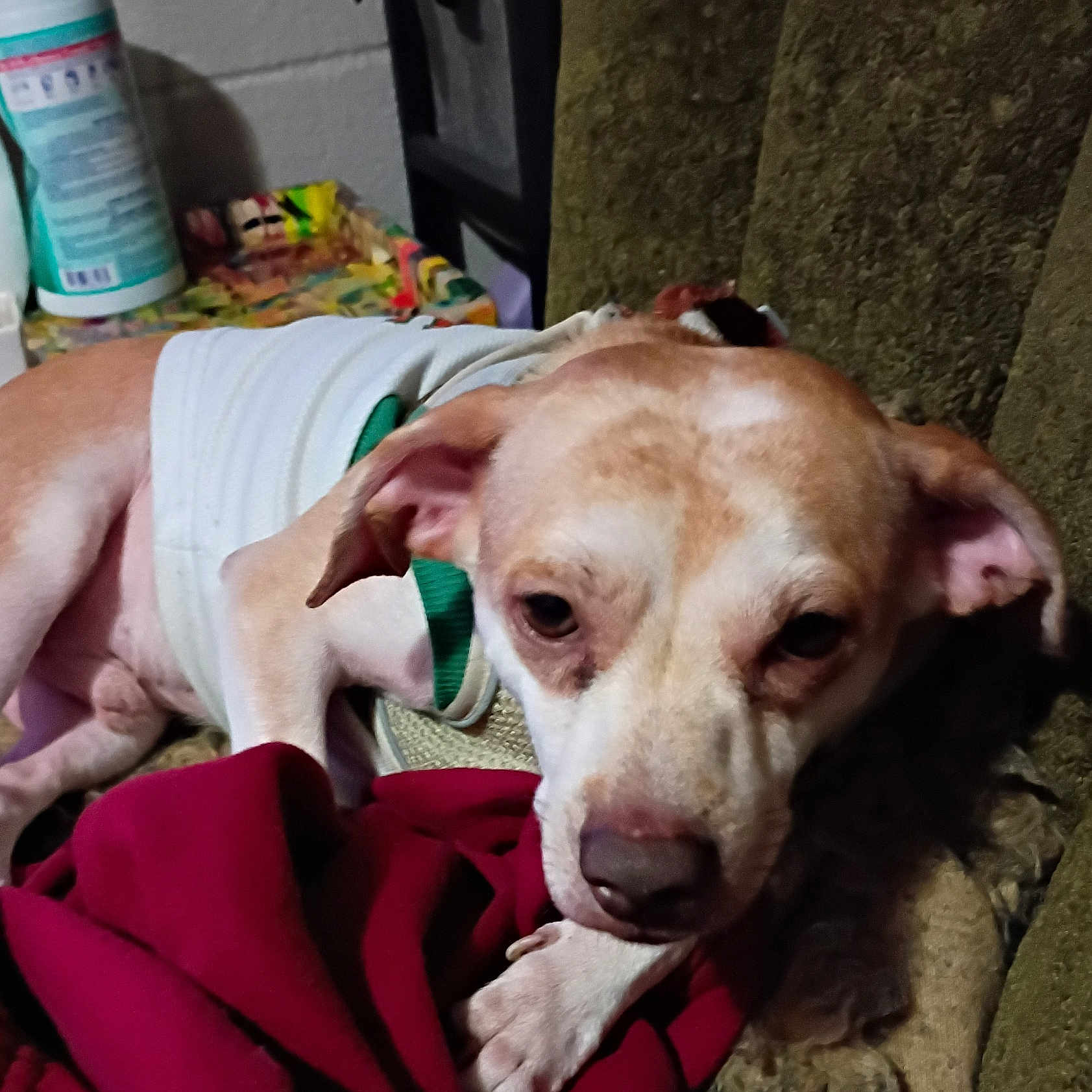 Flan is registered to the contest to win money with this photo: bandage, blanket, brown_and_white, canister, closeup, cozy, dog, ear, harness, household_item, indoor, paw, pet, portrait, red_blanket, resting, snout, sofa, tired_eyes, wall