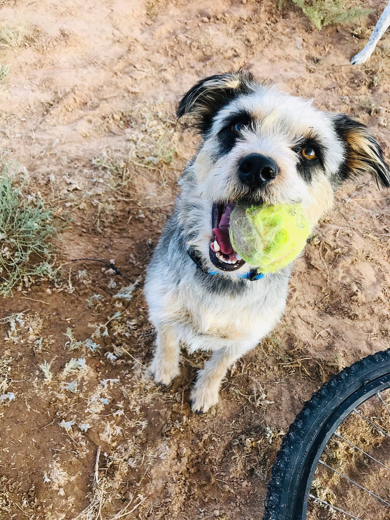 Sancho is registered to the contest to win money with this photo: adventure, canidae, carnivore, collar, companion_dog, dog, dog_breed, dog_collar, fur, grass, leash, plant, small_terrier, snout, soil, sporting_group, terrier, toy_dog, tree, working_animal