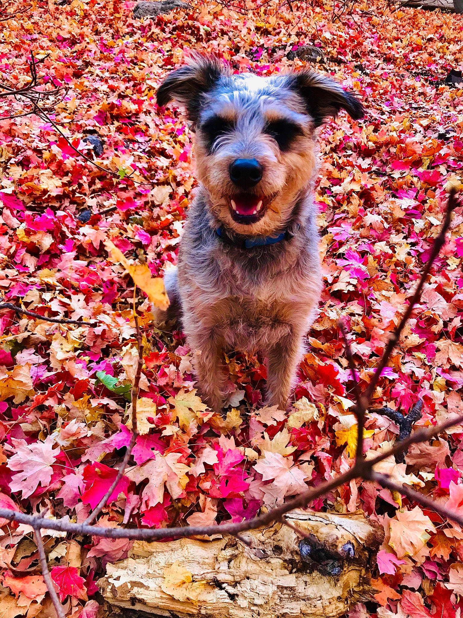 Sancho joined the competition — help win amazing prizes! annual_plant, carmine, carnivore, companion_dog, deciduous, dog, dog_breed, flower, flowering_plant, grass, groundcover, leaf, magenta, petal, pink, plant, shrub, soil, sporting_group, water_dog