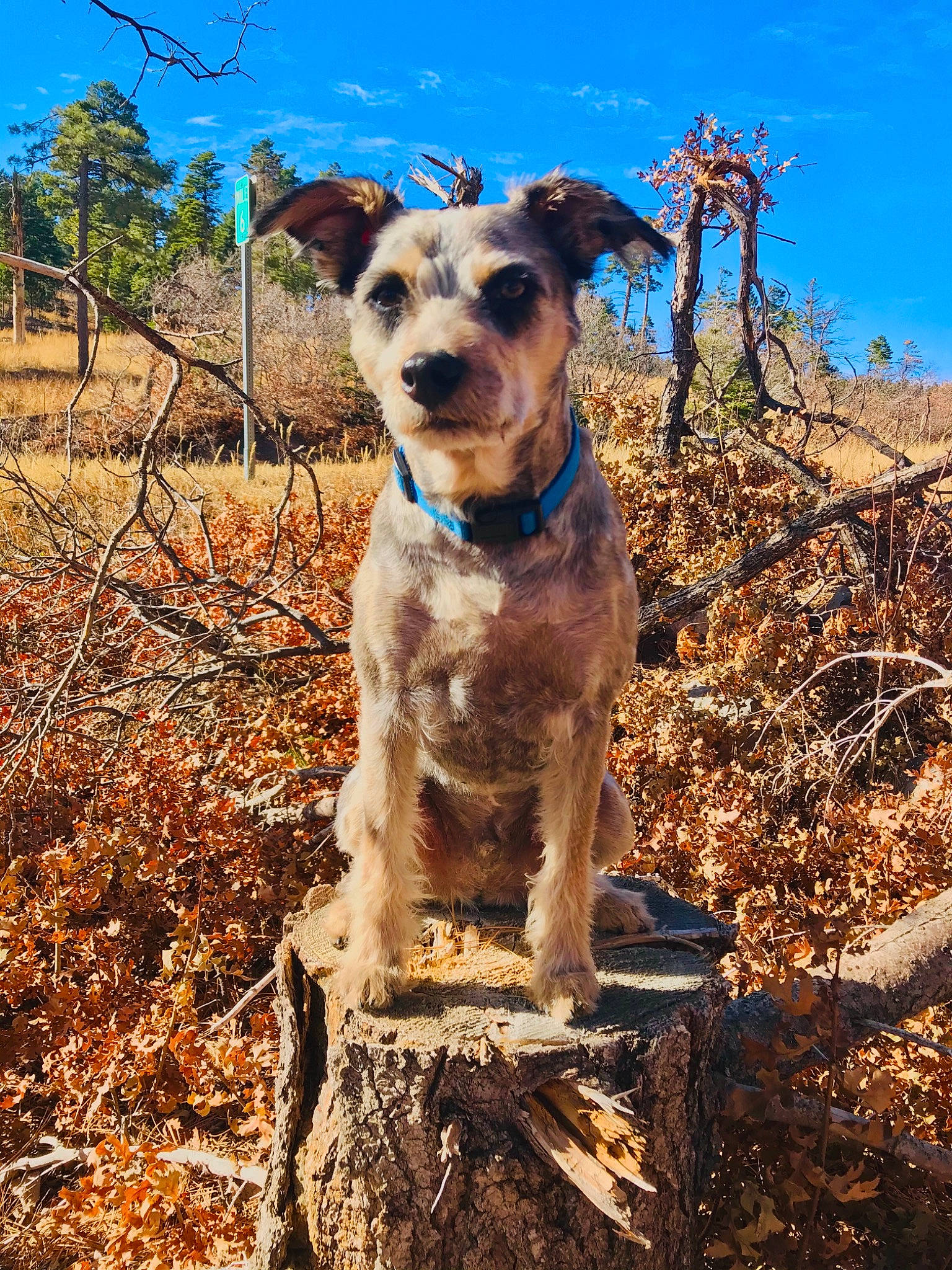 Sancho is registered to the contest to win money with this photo: canidae, carnivore, cloud, collar, companion_dog, dog, dog_breed, dog_collar, fawn, grass, landscape, plant, sky, snout, soil, sporting_group, tail, tree, wilderness, working_animal
