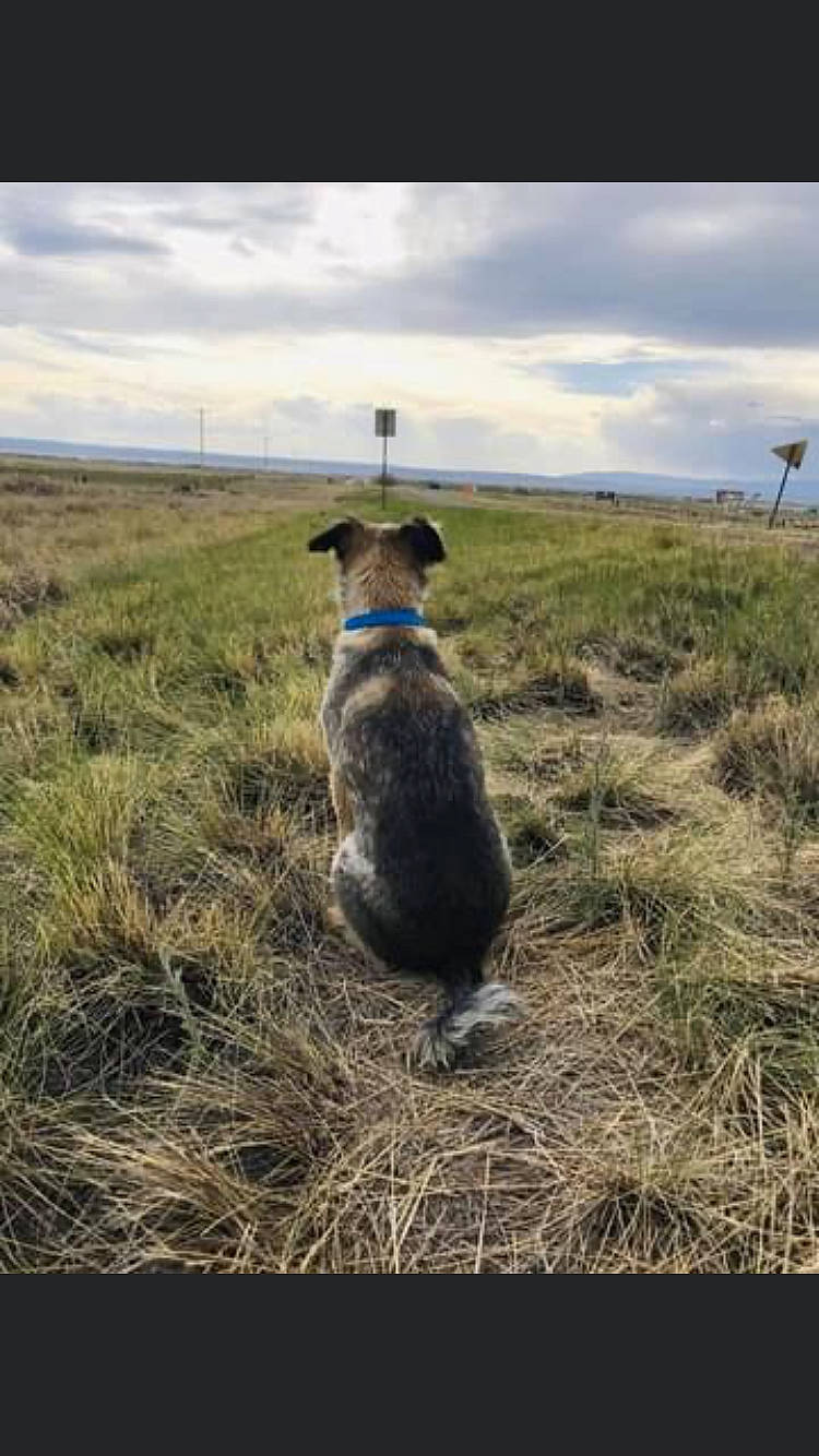 Sancho joined the competition — help win amazing prizes! canidae, carnivore, cloud, dog, dog_breed, grass, grassland, hill, horizon, landscape, meadow, natural_landscape, pasture, plant, prairie, sky, soil, sporting_group, tail, tree
