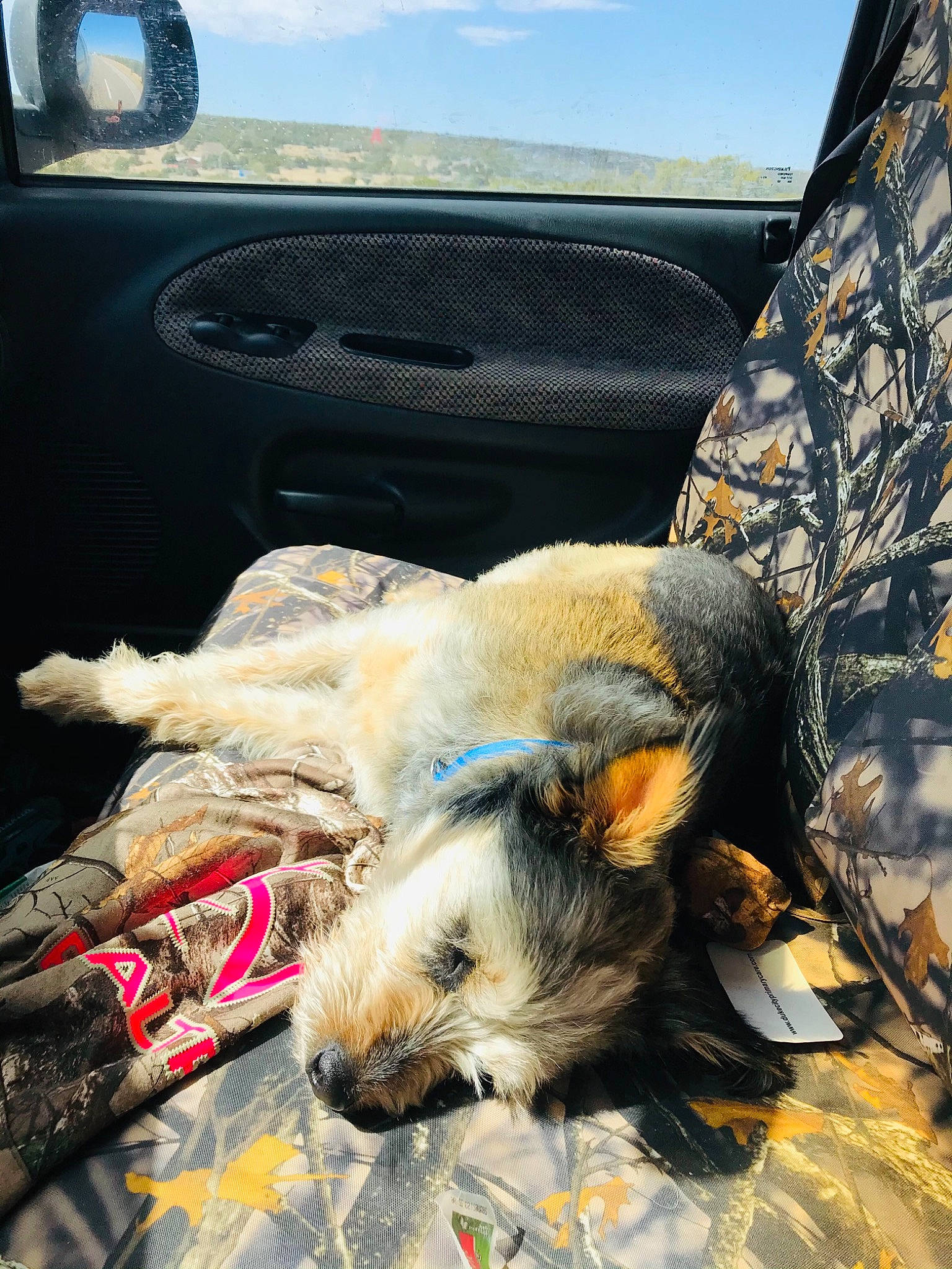 Sancho joined the competition — help win amazing prizes! auto_part, automotive_exterior, car, car_seat, car_seat_cover, carnivore, cloud, comfort, companion_dog, dog, dog_breed, fawn, fur, hood, motor_vehicle, snout, sporting_group, vehicle_door, windshield, working_animal
