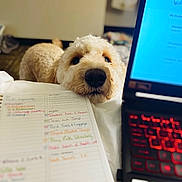 Dixie Dumpling is registered to the contest to win money with this photo: animal, canine, computer, computerhardware, computerkeyboard, dog, electronics, furniture, hardware, laptop, mobilephone, monitor, pc, pet, phone, puppy, screen, table, terrier, text
