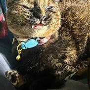 Winnie is registered to the contest to win money with this photo: animal, bell, cat, close_up, collar, colorful, cute, domestic_animal, expression, fangs, feline, fur, indoor, paw, pet, portrait, resting, sleepy, sunlight, whiskers